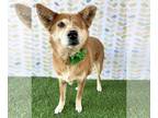 Carolina Dog Mix DOG FOR ADOPTION RGADN-1102110 - Kiki - Terrier / Carolina Dog