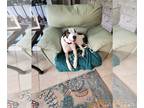 Great Dane-Italian Greyhound Mix DOG FOR ADOPTION RGADN-1102112 - Princess -
