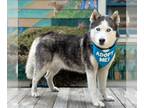 Mix DOG FOR ADOPTION RGADN-1102296 - Diamond - Husky Dog For Adoption