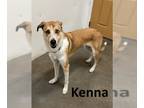 Carolina Dog-Whippet Mix DOG FOR ADOPTION RGADN-1102333 - Kenna - Whippet /