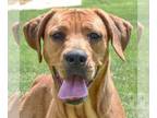 American Staffordshire Terrier-Redbone Coonhound Mix DOG FOR ADOPTION