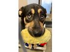 Adopt Adam a German Shepherd Dog, Rottweiler