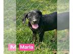Black and Tan Coonhound Mix DOG FOR ADOPTION RGADN-1102686 - Marla - Black and