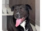 Labrador Retriever Mix DOG FOR ADOPTION RGADN-1103078 - FREDDIE - Labrador