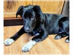 Border Collie Mix DOG FOR ADOPTION RGADN-1103221 - John - Border Collie /