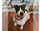 American Staffordshire Terrier Mix DOG FOR ADOPTION RGADN-1103286 - Bandit -