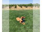 Doberman Pinscher DOG FOR ADOPTION RGADN-1103508 - Vito - Doberman Pinscher Dog