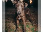 Labrador Retriever DOG FOR ADOPTION RGADN-1103778 - Spinner - Labrador Retriever