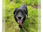 Borador DOG FOR ADOPTION RGADN-1103817 - Myles *Courtesy Post* (Cortland NY) -