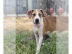 American Foxhound-Labrador Retriever Mix DOG FOR ADOPTION RGADN-1103893 - TILLIE