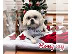 Shih Tzu DOG FOR ADOPTION RGADN-1103950 - Honey Girl - Shih Tzu (medium coat)