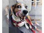 Beagle DOG FOR ADOPTION RGADN-1104002 - Honey - Beagle (short coat) Dog For