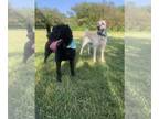 Labrador Retriever DOG FOR ADOPTION RGADN-1104087 - Cami - Labrador Retriever