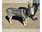 German Shepherd Dog-Huskies Mix DOG FOR ADOPTION RGADN-1104173 - Estrella -