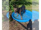 Catahoula Leopard Dog DOG FOR ADOPTION RGADN-1104337 - NEVAEH - Catahoula