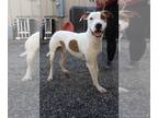 Great Dane Mix DOG FOR ADOPTION RGADN-1104392 - Jalapeno - Great Dane / Hound /