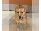 Labrador Retriever Mix DOG FOR ADOPTION RGADN-1104462 - AMBER - Labrador