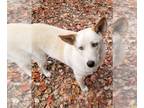Huskies Mix DOG FOR ADOPTION RGADN-1104507 - Blue - Husky / Mixed (long coat)