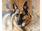 German Shepherd Dog DOG FOR ADOPTION RGADN-1104565 - Delilah - German Shepherd
