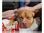 American Pit Bull Terrier DOG FOR ADOPTION RGADN-1104644 - Ripley - Pit Bull