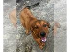 Catahoula Leopard Dog-Rottweiler Mix DOG FOR ADOPTION RGADN-1105101 - Baby -
