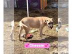 Mastiff Mix DOG FOR ADOPTION RGADN-1105106 - Chessie - Mastiff / Mixed Dog For