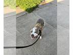 Bullboxer Pit DOG FOR ADOPTION RGADN-1105248 - Blue - American Pit Bull Terrier