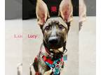 German Shepherd Dog Mix DOG FOR ADOPTION RGADN-1105577 - Lucy - German Shepherd