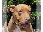 American Staffordshire Terrier DOG FOR ADOPTION RGADN-1105585 - Radiant Ms