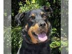 Rottweiler DOG FOR ADOPTION RGADN-1105595 - Vivacious Ms Vittoria ~ DARLING !
