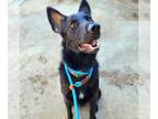 German Shepherd Dog DOG FOR ADOPTION RGADN-1105614 - *LEXINGTON - German