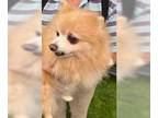 Pomeranian Mix DOG FOR ADOPTION RGADN-1105707 - Frankie Penfield - Pomeranian /