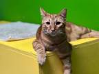 Adopt Wrigley a Domestic Short Hair