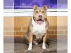 Staffordshire Bull Terrier Mix DOG FOR ADOPTION RGADN-1106007 - Debo -