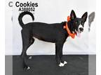 Australian Kelpie-Basenji Mix DOG FOR ADOPTION RGADN-1106139 - COOKIES -