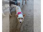 Australian Terrier Mix DOG FOR ADOPTION RGADN-1106257 - Trixie - Australian