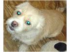 Cairn Terrier Mix DOG FOR ADOPTION RGADN-1106439 - Minnie VA - Cairn Terrier /