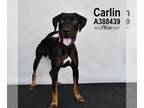 American Foxhound-Doberman Pinscher Mix DOG FOR ADOPTION RGADN-1106491 - CARLIN