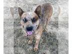 German Shepherd Dog Mix DOG FOR ADOPTION RGADN-1106590 - Rusty Road - German