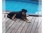 Chow Chow-Rottweiler Mix DOG FOR ADOPTION RGADN-1107435 - Kobe "Gentle Giant"