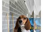 Beagle DOG FOR ADOPTION RGADN-1107536 - Lucille - Beagle (short coat) Dog For