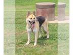 German Shepherd Dog-Huskies Mix DOG FOR ADOPTION RGADN-1107538 - Miya - German