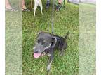 American Pit Bull Terrier Mix DOG FOR ADOPTION RGADN-1107552 - Luna - Pit Bull