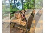 Catahoula Leopard Dog Mix DOG FOR ADOPTION RGADN-1107561 - Behr - Catahoula