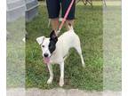 Jack Russell Terrier DOG FOR ADOPTION RGADN-1107569 - Pickles - Jack Russell