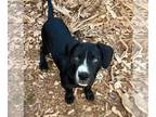 American Staffordshire Terrier Mix DOG FOR ADOPTION RGADN-1107575 - Jingle -