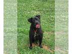 Staffordshire Bull Terrier DOG FOR ADOPTION RGADN-1107583 - Pearl -