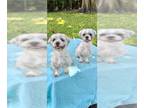 Shih Tzu DOG FOR ADOPTION RGADN-1107623 - Mikey & Chico - Shih Tzu Dog For