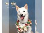 Shiba Inu DOG FOR ADOPTION RGADN-1107705 - Nilla - Shiba Inu (medium coat) Dog