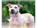 Black Mouth Cur Mix DOG FOR ADOPTION RGADN-1107884 - MIMI - Black Mouth Cur /